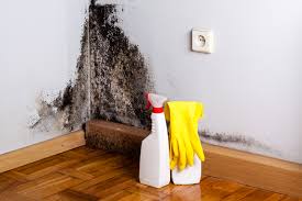 Best Environmental Consulting for Mold Prevention  in Sylva, NC